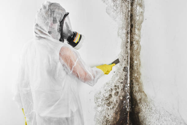 Best Local Mold Removal Service  in Linln Park, CO