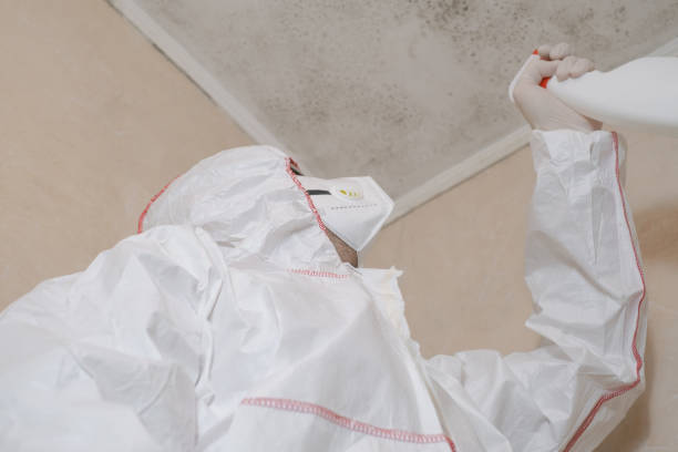 Professional Mold Removal in Lincoln Park, CO