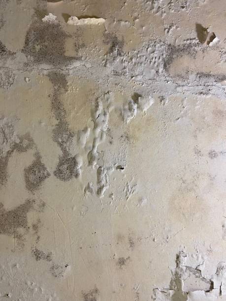Best Office Mold Removal Services  in Linln Park, CO