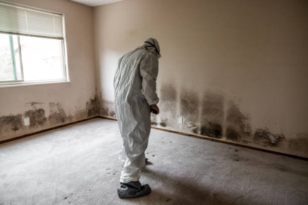 Office Mold Removal Services in Lincoln Park, CO
