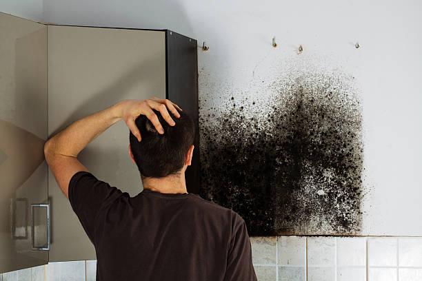 Best Mold Removal Near Me  in Linln Park, CO