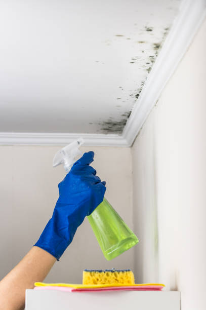 Best Same-Day Mold Removal  in Linln Park, CO